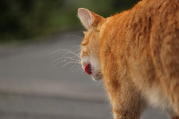 rudy  kot  z  wystawionym  językiem   wędruje  po  dachu  