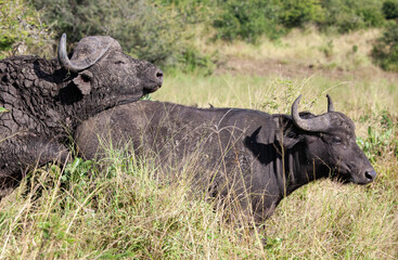 Buffalo Herd_7539