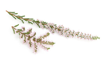Flowering common heather isolated on white background. Calluna vulgaris