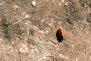 Fuzzy Little Caterpillar in the Dirt