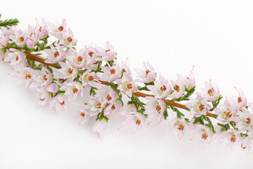 Detail of Flowering common heather isolated on white background. Calluna vulgaris