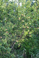 apple tree in summer in the village