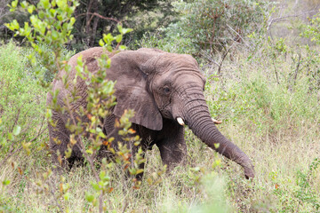 Young Elephant_7467