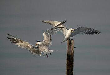 Greater Crested Tern fighting for wooden log at Busaiteen coast, Bahrain