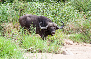 Buffalo Bull_7423