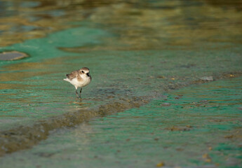 Lesser sand plover and the green refelection of boat on water at Busiateen coast, Bahrain