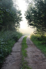 View of a rural foggy road at sunrise in summer