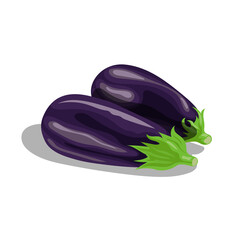 Fresh eggplants group in cartoon style. Fresh violet whole vegetables. Farm fresh. Vector illustration isolated on white background.