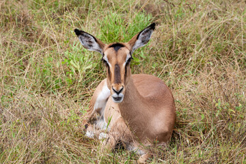 Impala Ewe_7414
