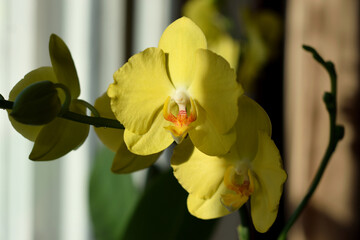 lemon-colored Phalaenopsis Orchid