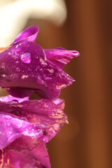 fioletowy  kwiat  z  kroplami  deszczu  na  brązowym  tle - obrazy, fototapety, plakaty