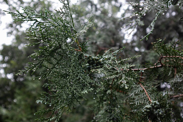 raindrops flow down the tree branches