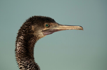 Portrait of a Socotra cormorant at Busiateen coast, Bahrain