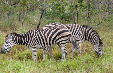 Fototapeta na wymiar Zebra Herd_7491