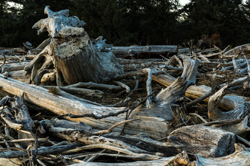 Pile of driftwood with trees in background