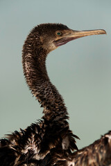 Portrait of a Socotra cormorant at Busiateen coast, Bahrain