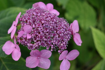 Einzigartige Blumen in rosa