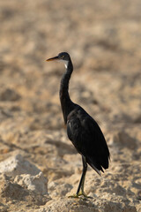 Western reef heron at Busaiteen coast, Bahrain