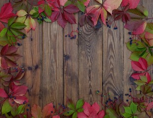Autumn background of red leaves of wild grapes on wooden boards with copy space.