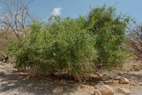 a lush toothbrush tree Salvadora indica in a habitat restoration in the ein gedi nature reserve in israel with summer decidous vegetation in the background