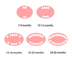 Baby teeth and teeth growth by months on a white background. Dentistry. Vector illustration.