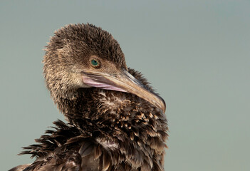 A portrait of a Socotra cormorant at Busiateen coast, Bahrain