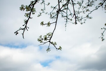 Budding Tree Branches on a Cloudy Blue Sky