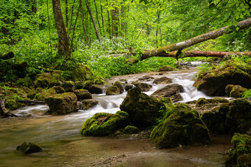 Small river in the woods on a rainy day in spring