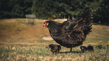 Black hen with black chickens on the grass, Brownsea Island, Dorset, England, Europe