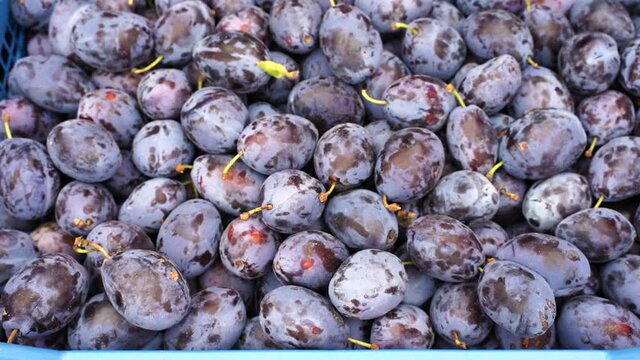 plum harvest at the farmers market. concept of healthy and vitamin food