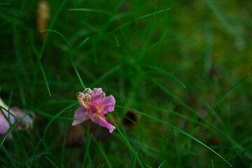 Flor delicada cor de rosa caída na relva