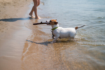 The dog swims with a stick in its mouth. Jack Russell Terrer executes the apport command.