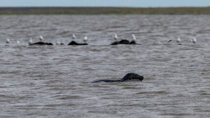 swimming seal in the ocean