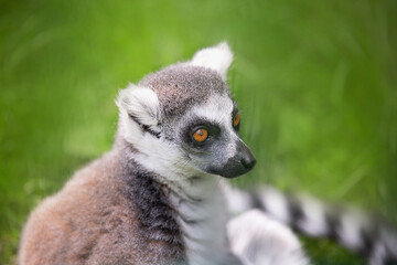 Catta on a green background.  Ring- tailed lemur. Animal of the island of Madagascar. Horizontal photo