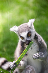 Catta. Ring- tailed lemur. Animal of the island of Madagascar. Vertical photo with copy space