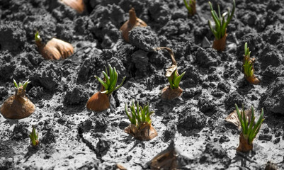 green onion sprouts in the black, lifeless ground