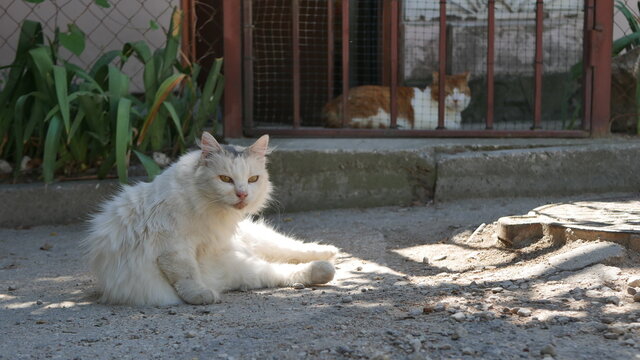 cat