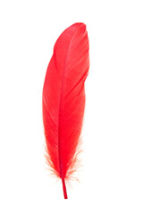 Red feather isolated