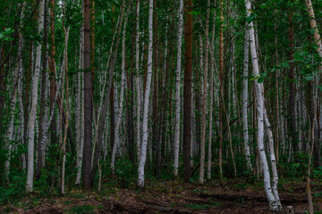 birch forest, many white tree trunks with black stripes and patterns and green foliage stand together in a thicket
