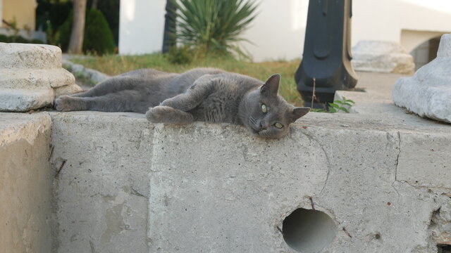 cat 
