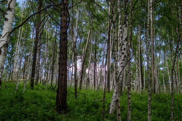 birch forest, many white tree trunks with black stripes and patterns and green foliage stand together in a thicket against a blue sky