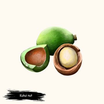 Kukui nut isolated on white. Hand drawn illustration of candleberry, Indian walnut, kemiri, varnish tree, nuez de la India, buah keras, or kukui. Organic healthy food. Digital art with splashes