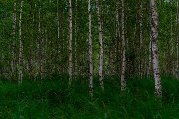 birch forest, many white tree trunks with black stripes and patterns and green foliage stand in grass in a thicket