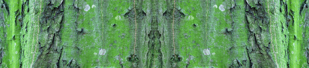 Panorama bark of tree.