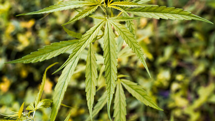 Marijuana leaves, cannabis on a bright background, beautiful background, Natural outdoor Tropical region asia.