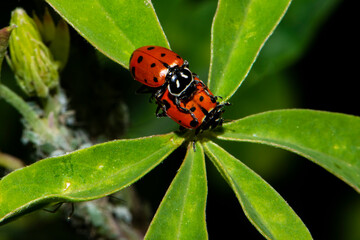 Ladybugs Need Love Too