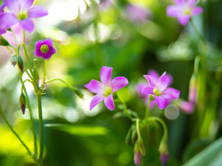 Clover flower with beautiful lilas color in early spring in Brazil, with very blurred background, selective focus.