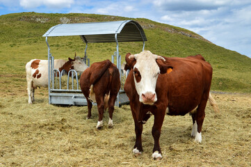 Fototapeta na wymiar A herd of dairy cows eating hay in the mountain.