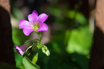 Clover flower with beautiful lilas color in early spring in Brazil, with very blurred background, selective focus.