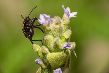 Small black beetle with yellow and white spots on a lavender flower viewed in macro mode, low depth of field and selective focus.